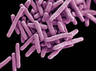 Bacterias de la tuberculosis.