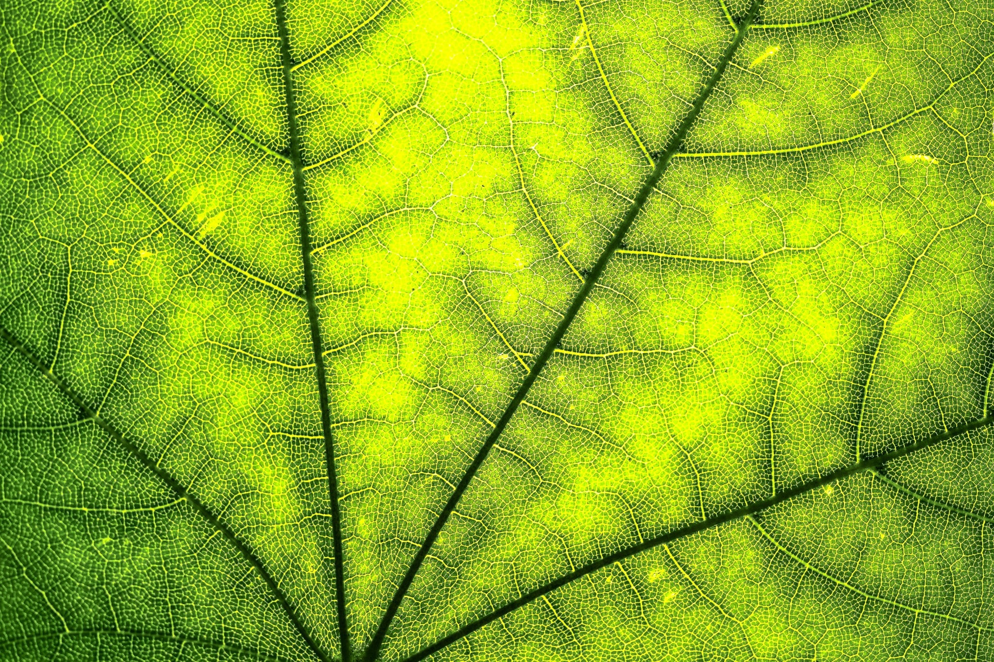 Nahaufnahme grünes Blatt