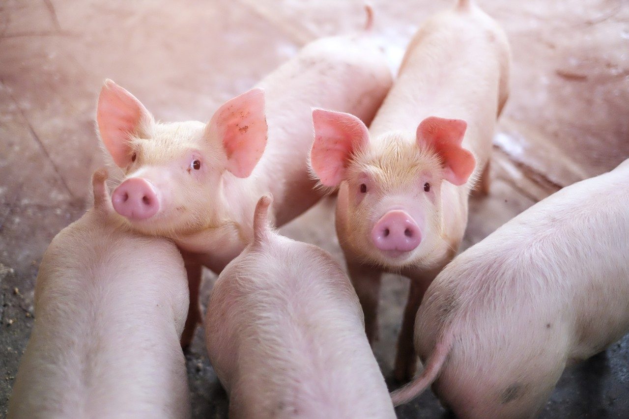 Small piglets in a stall on a farm