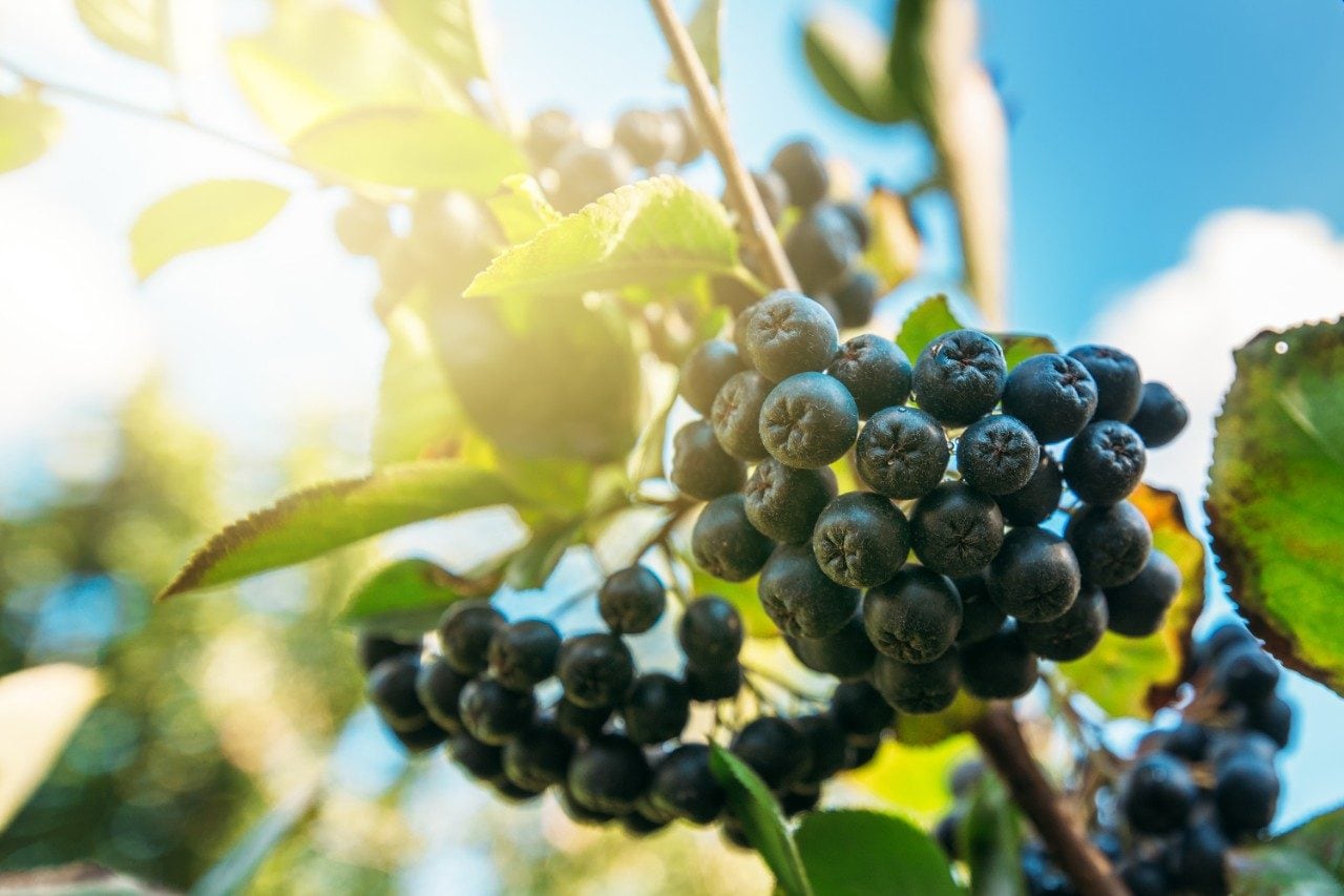 Aronia berry fruit on a branch