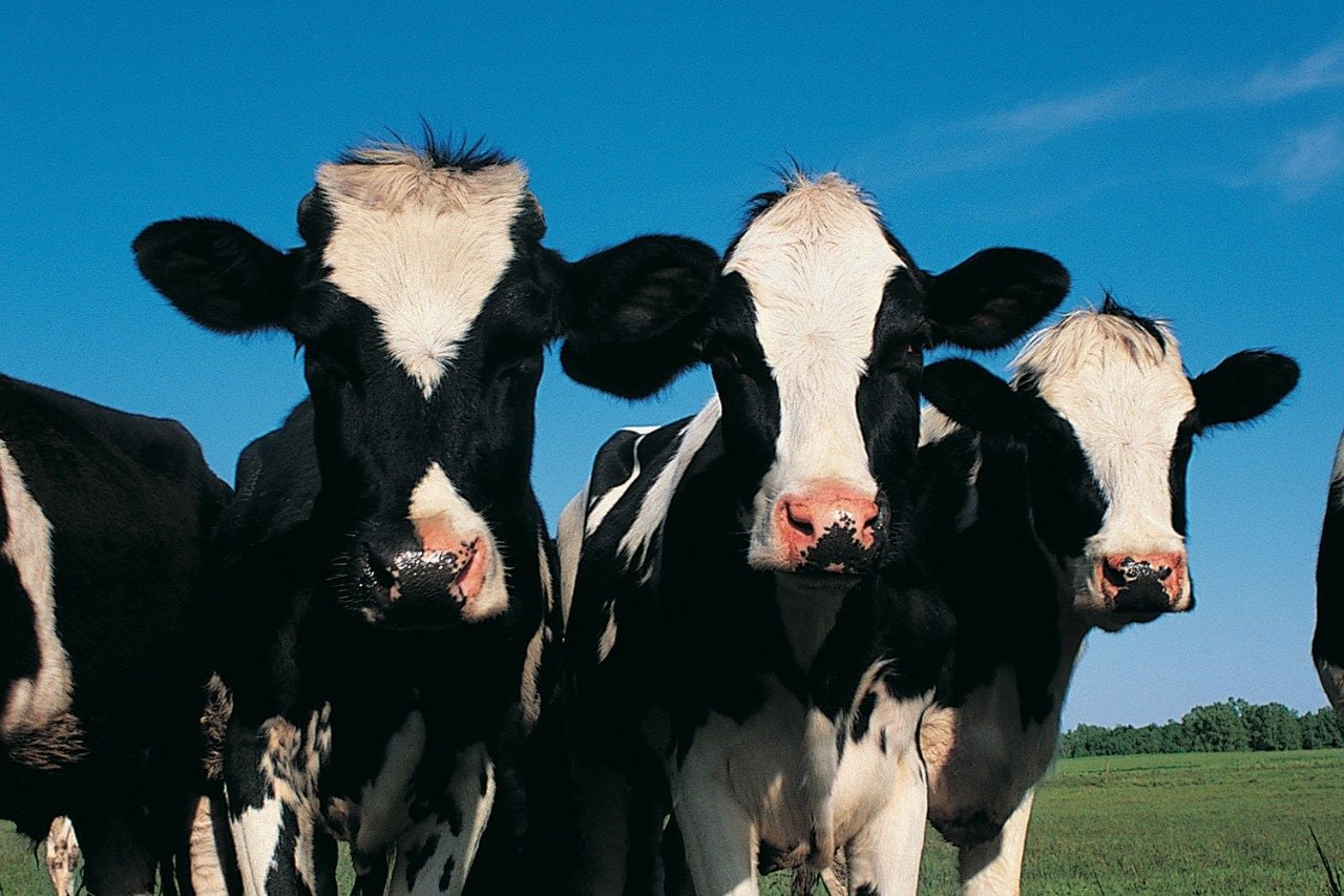 Cows in a field