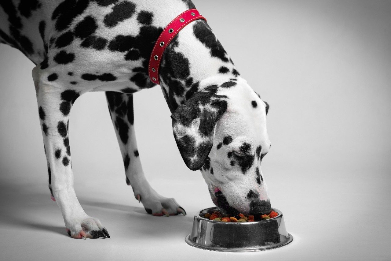 Dalmatian dog eating dry food from a bowl