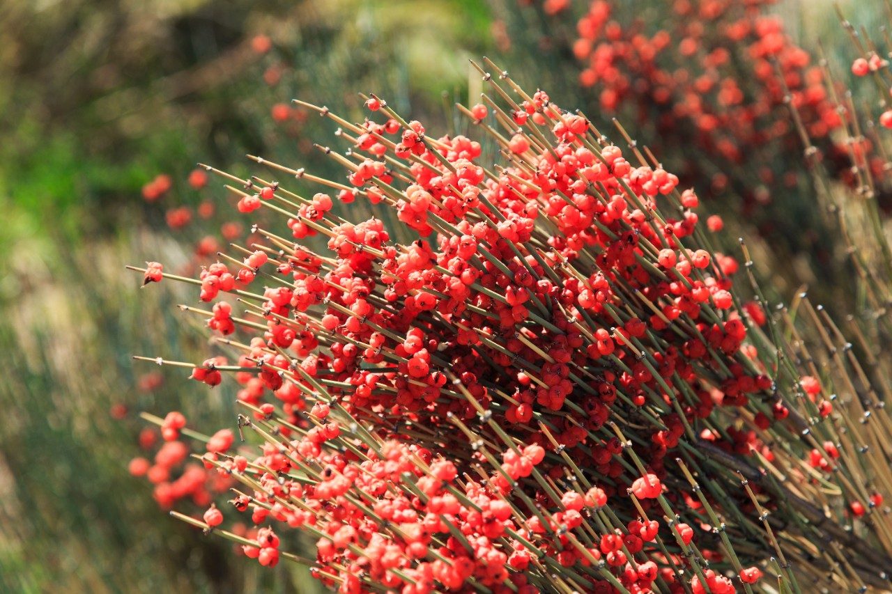 Red berries of the ephedra plant