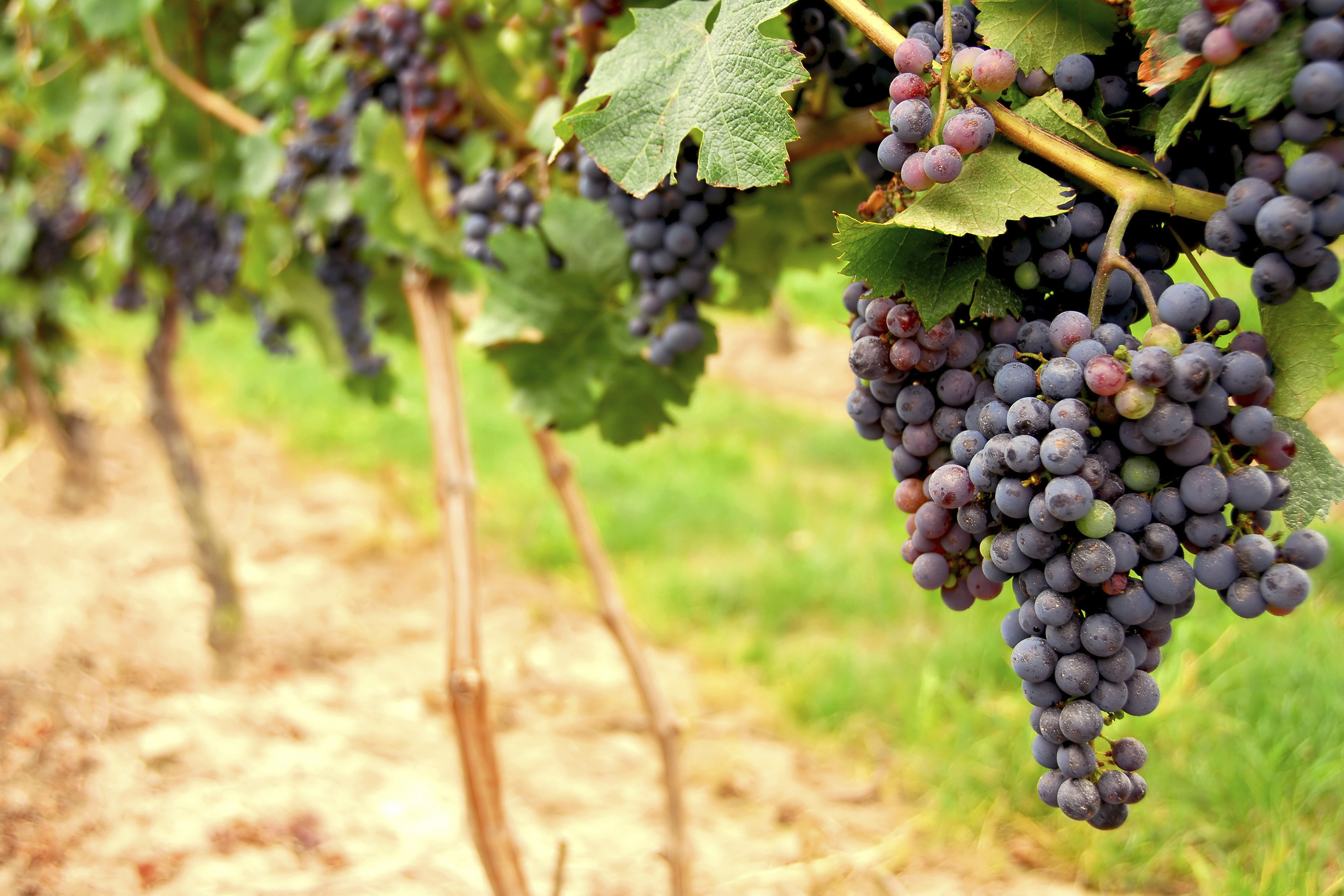 Red grapes hanging on vines