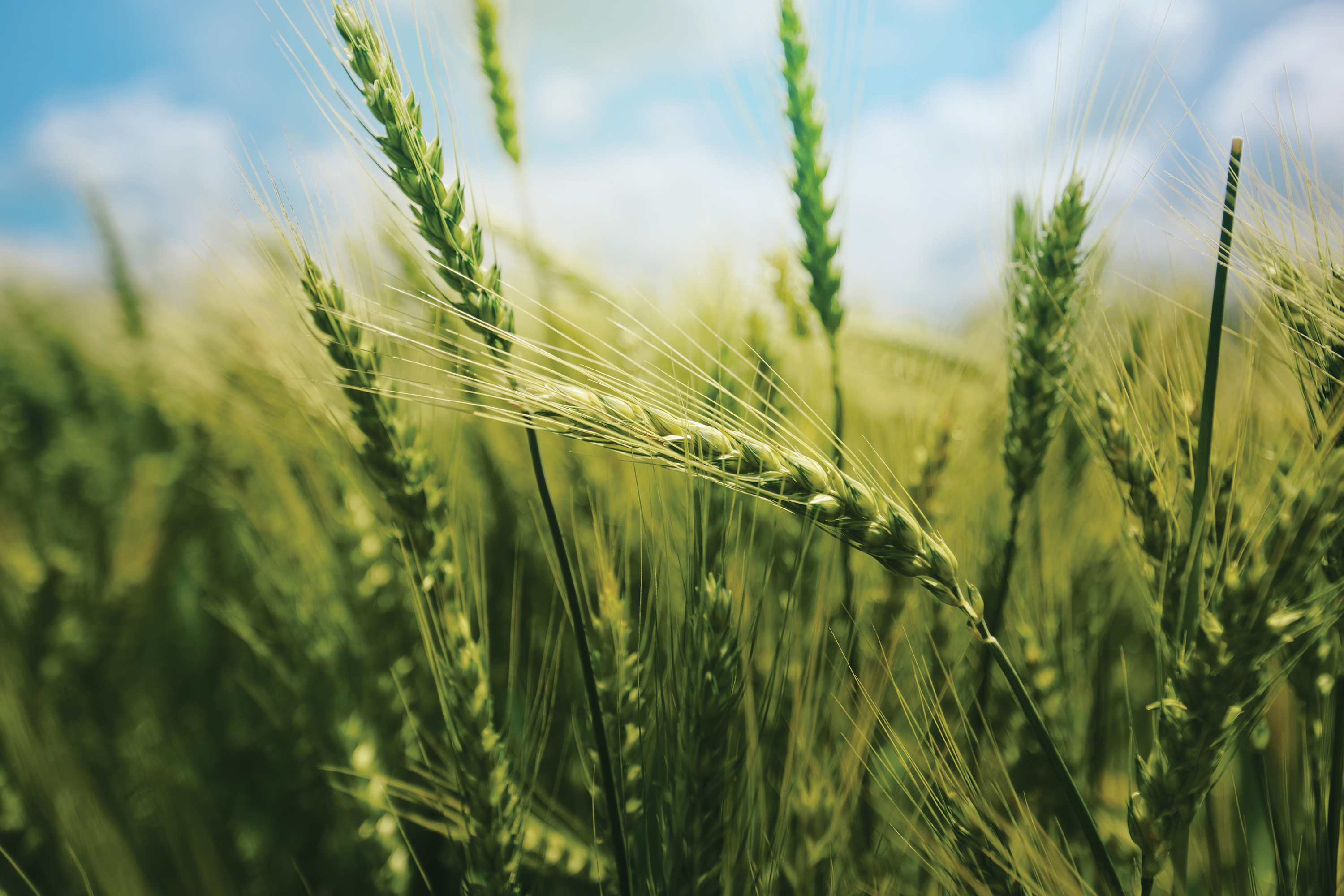 Green wheat ears in field