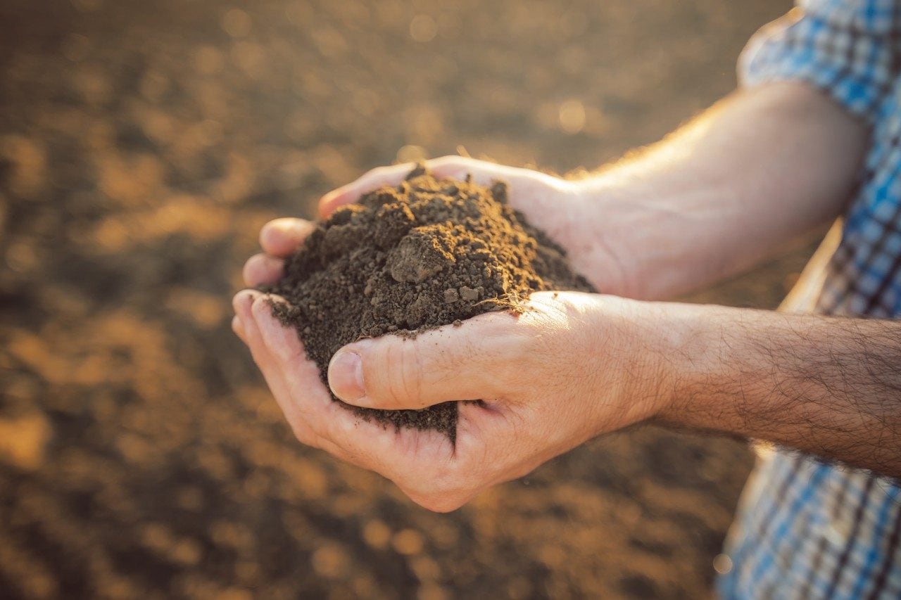 Farmer holding pile of arable soil in hands