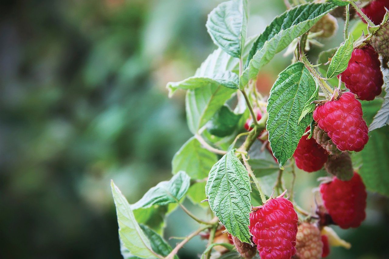 Branch loaded with ripe red raspberries