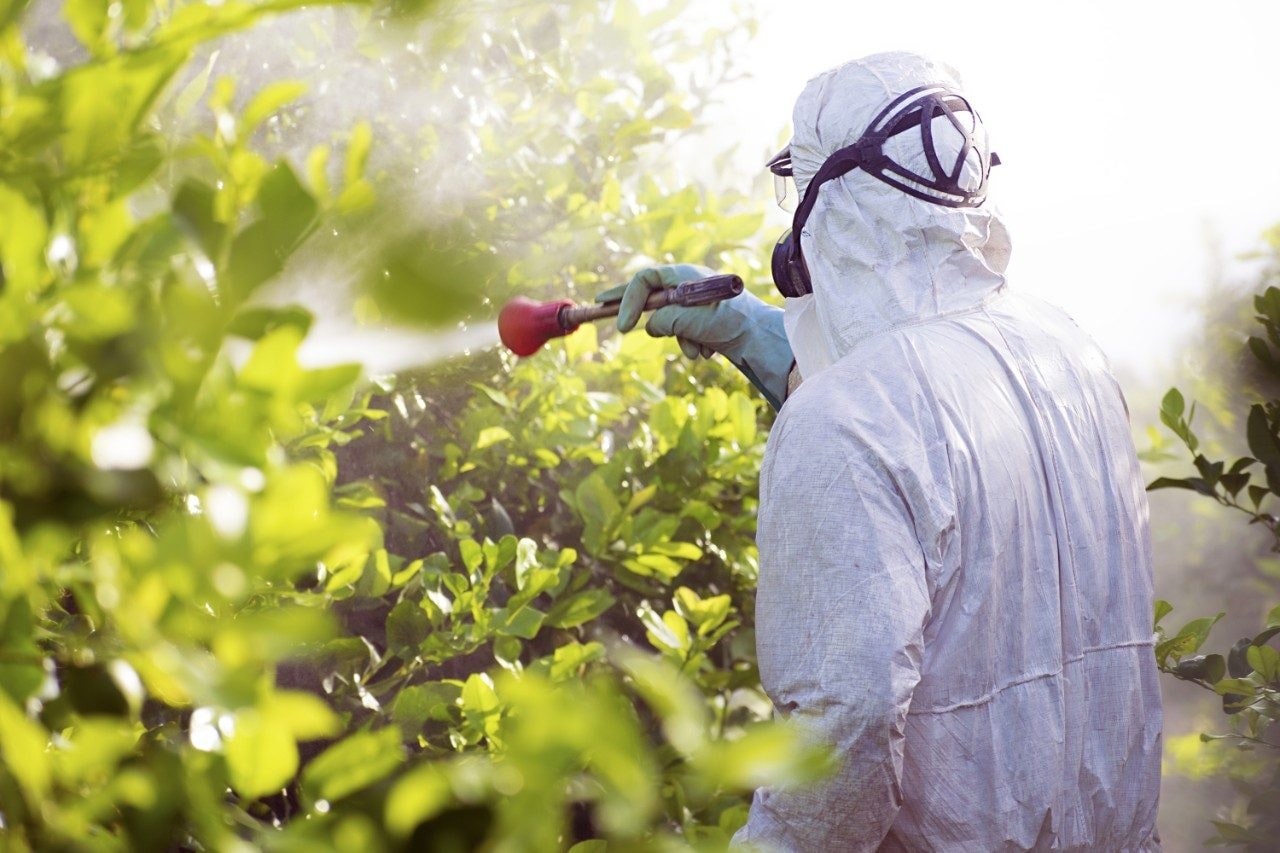 Fumigating plantation of lemon trees