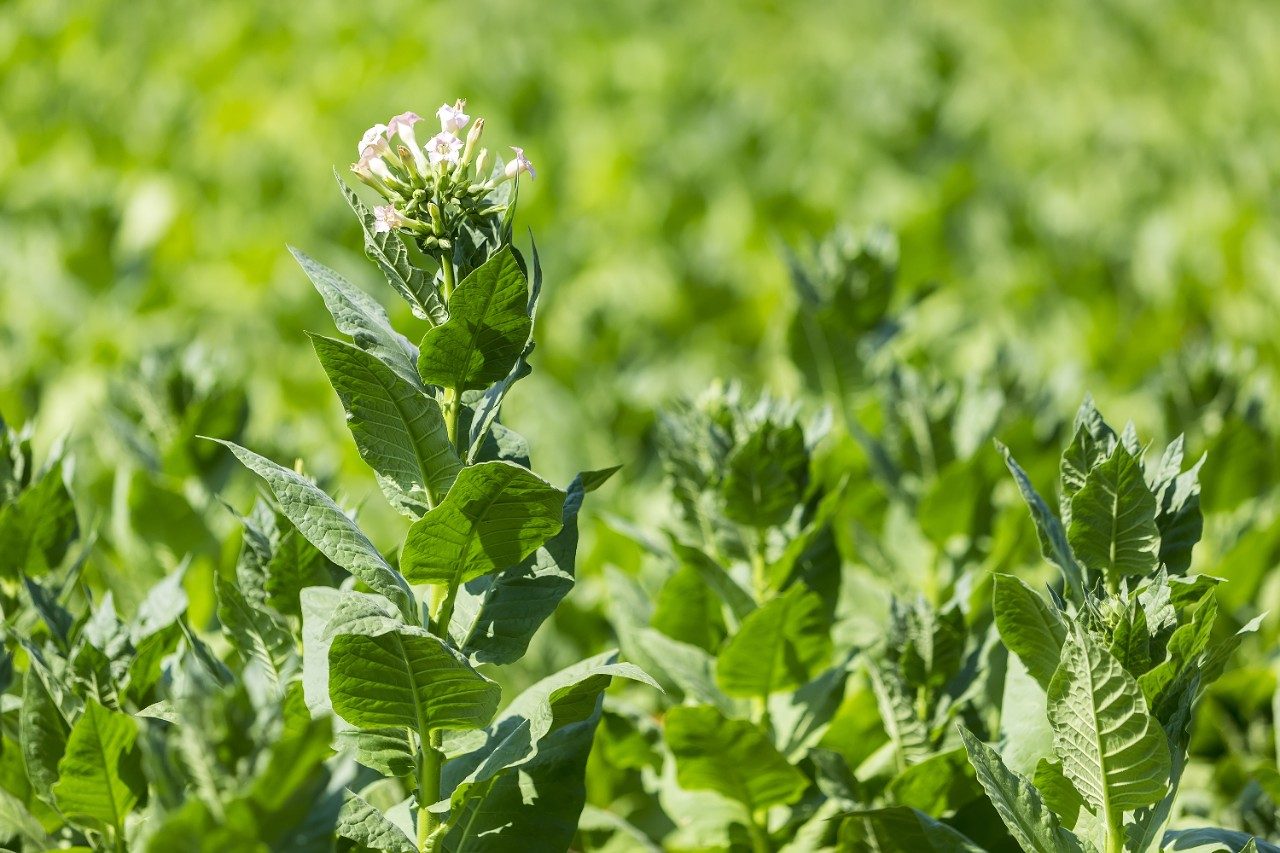 Tobacco plants in field