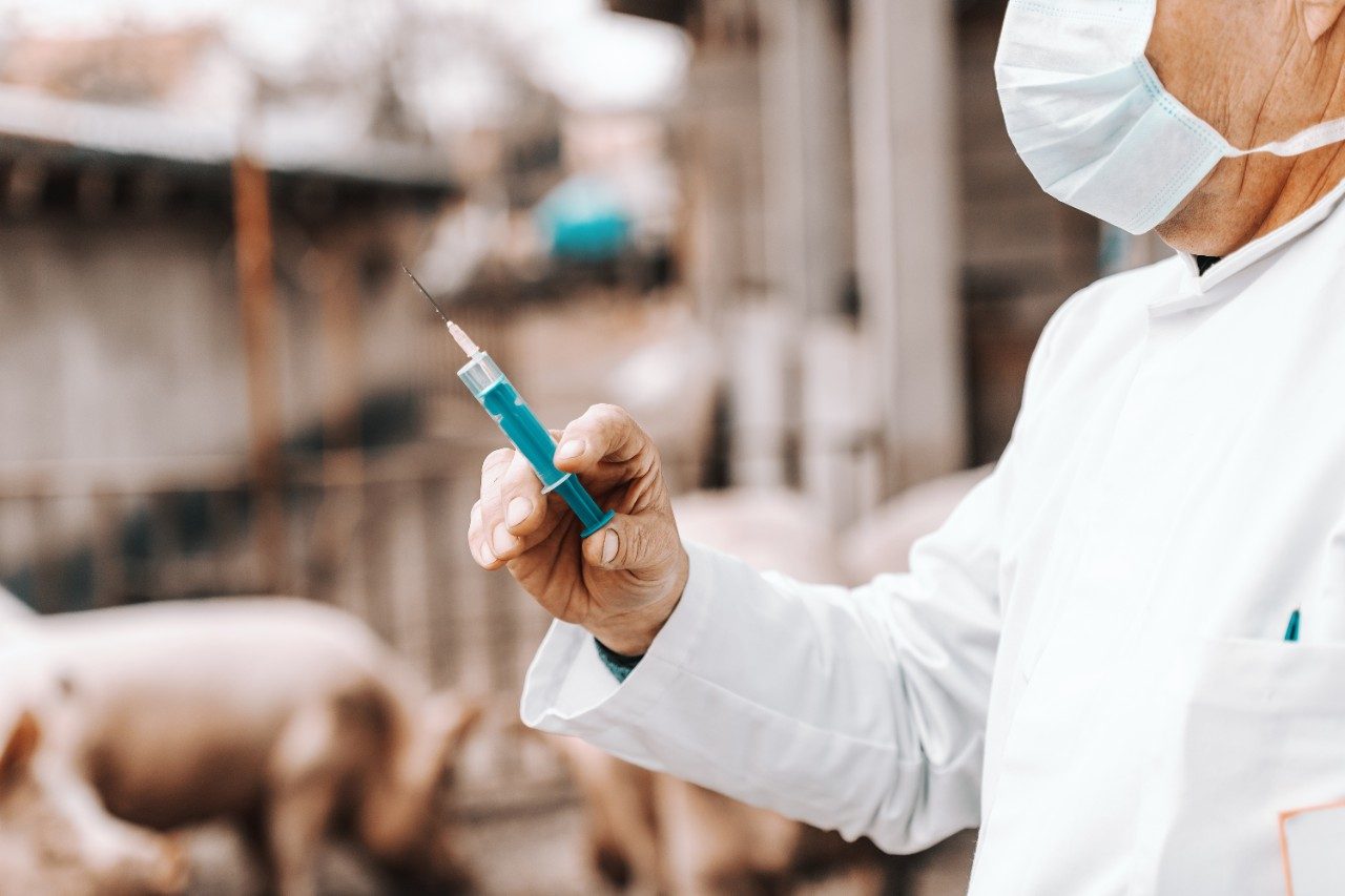 Veterinarian in PPE holding blue syringe and preparing to give injection to pig