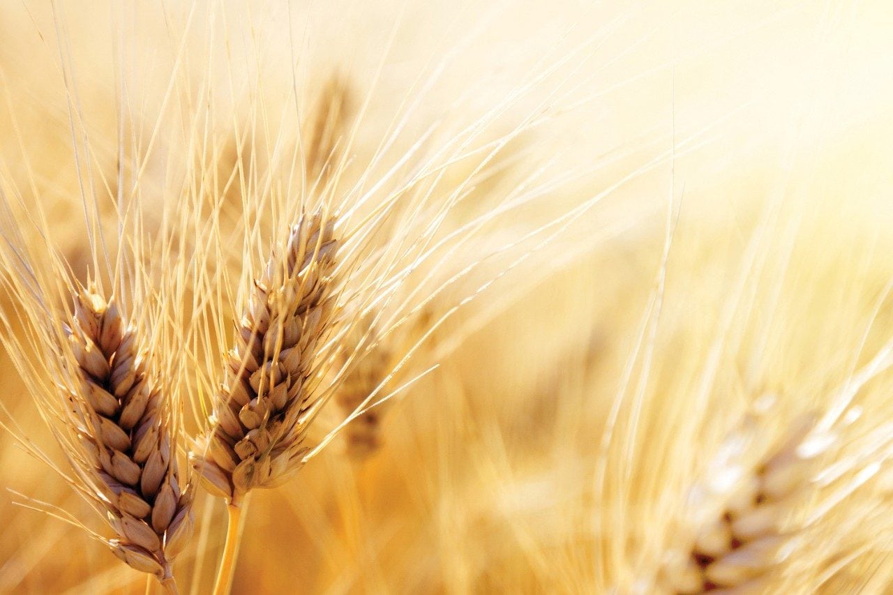 Wheat field in sun