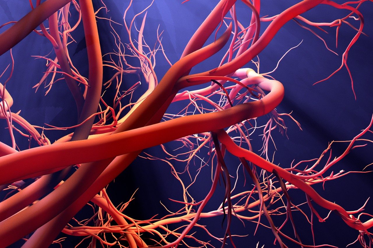 New blood vessel formation