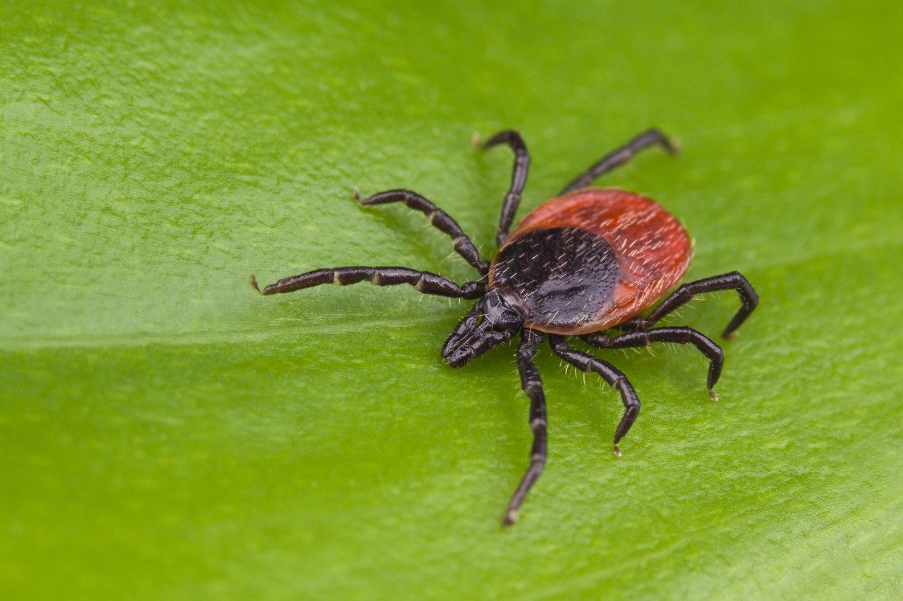 Deer tick