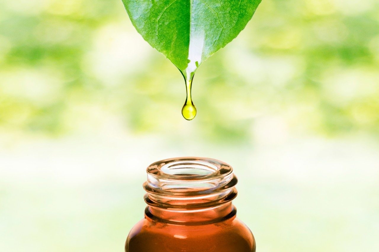 Essential oil dripping off leaf into bottle