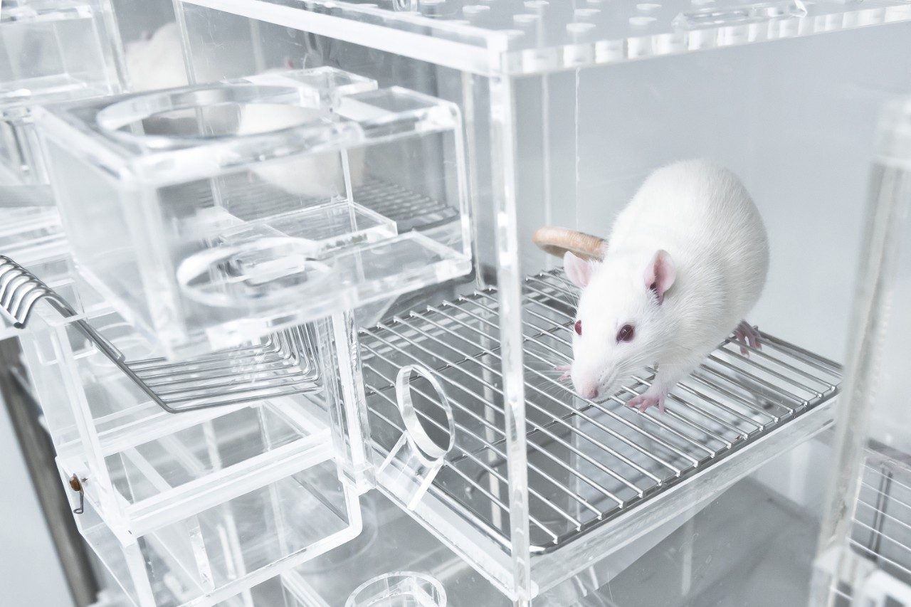 Animal experiments for urine collection using white rats