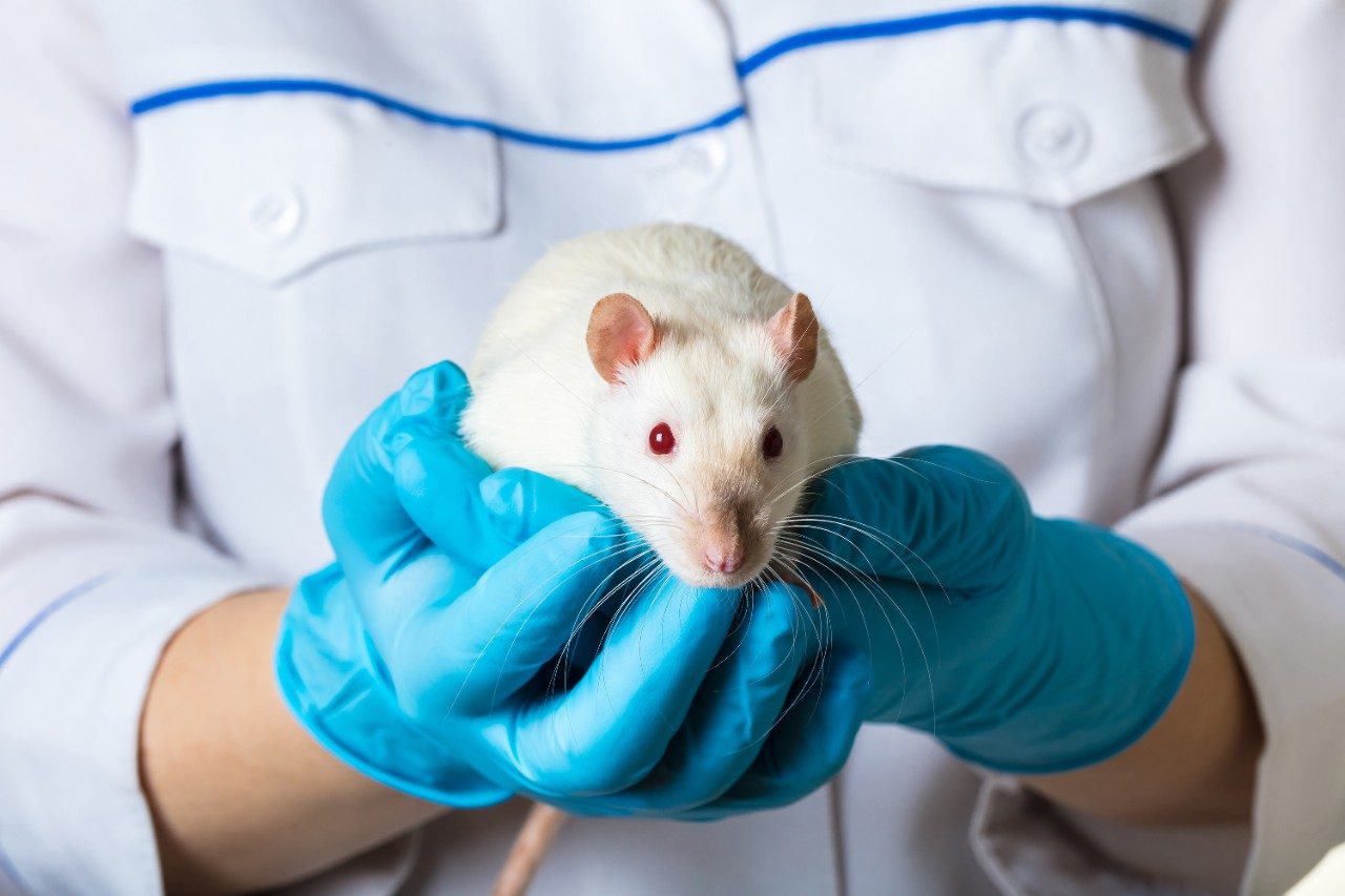 Scientist in blue gloves holding white rat