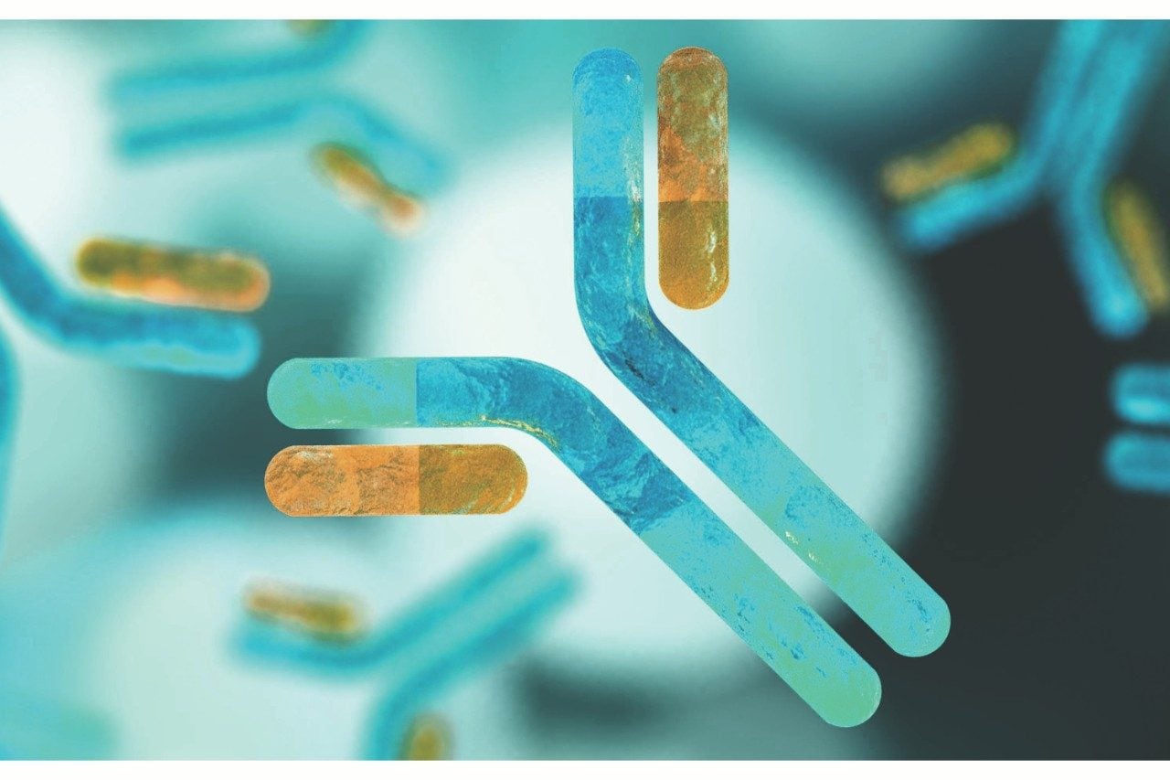 Antibody immunoglobulins 2