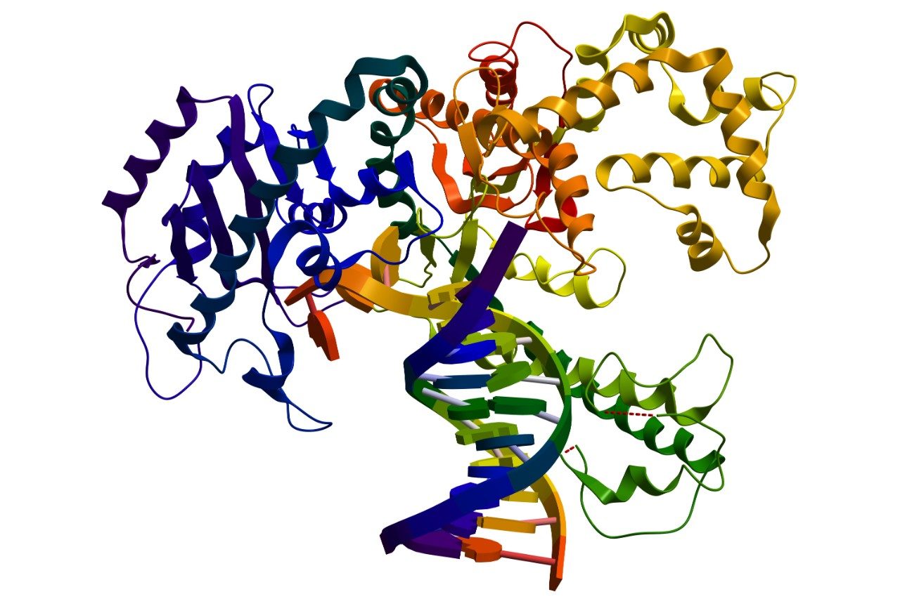 DNA polymerase I