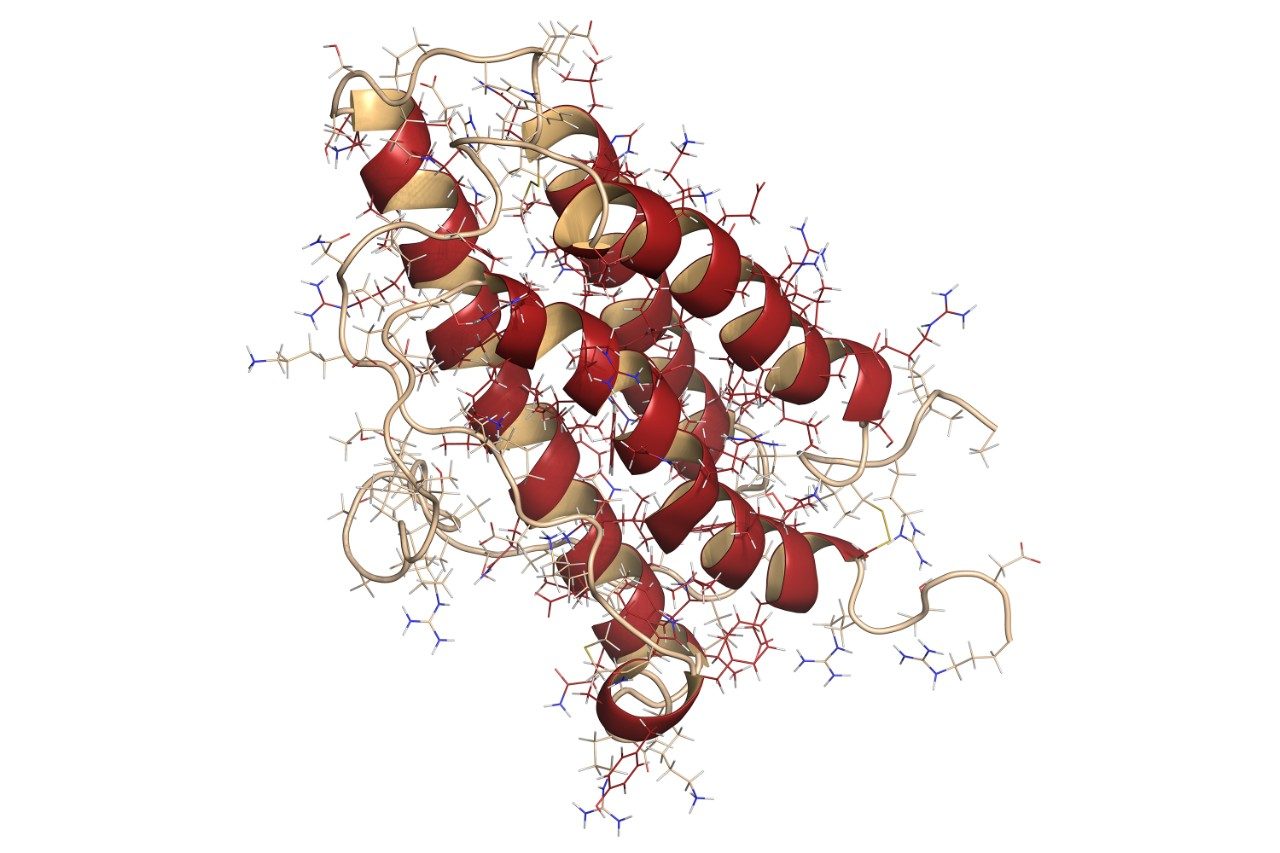 Erythropoietin protein hormone