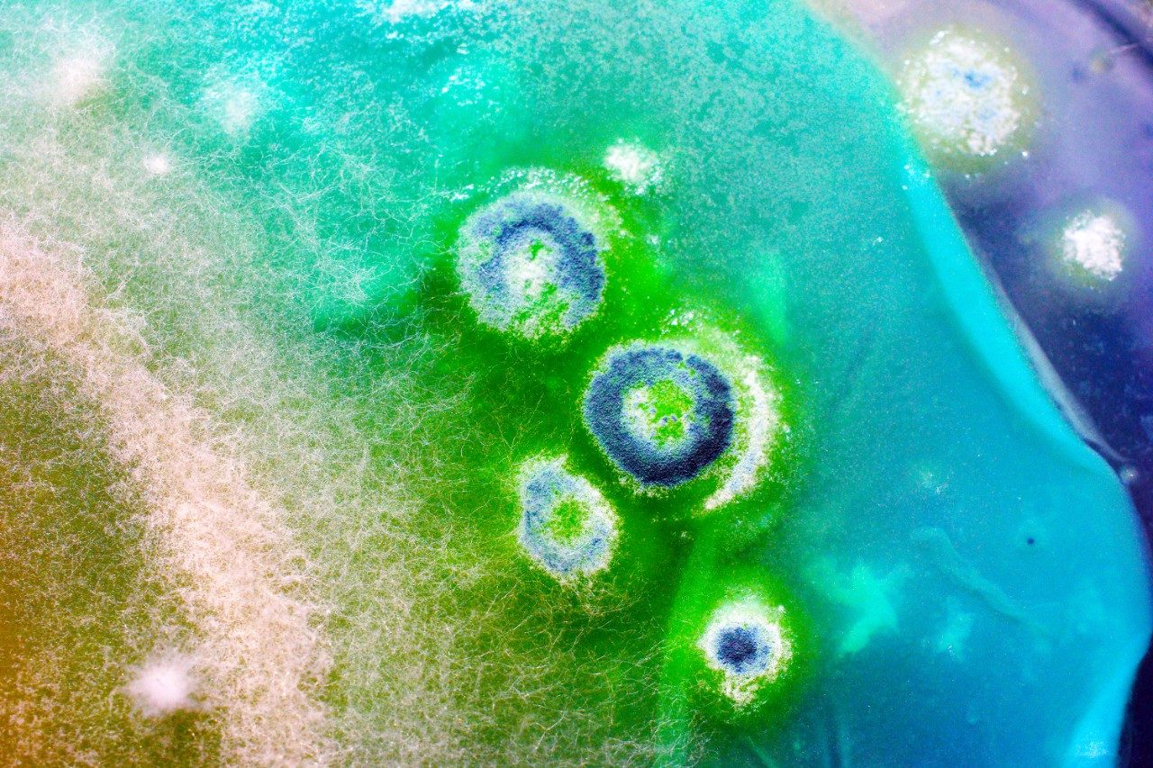 Mold spores macro