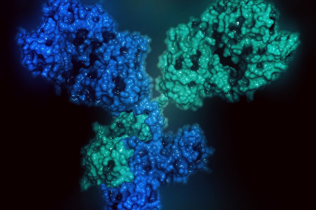 IgG1 monoclonal antibody adalimumab