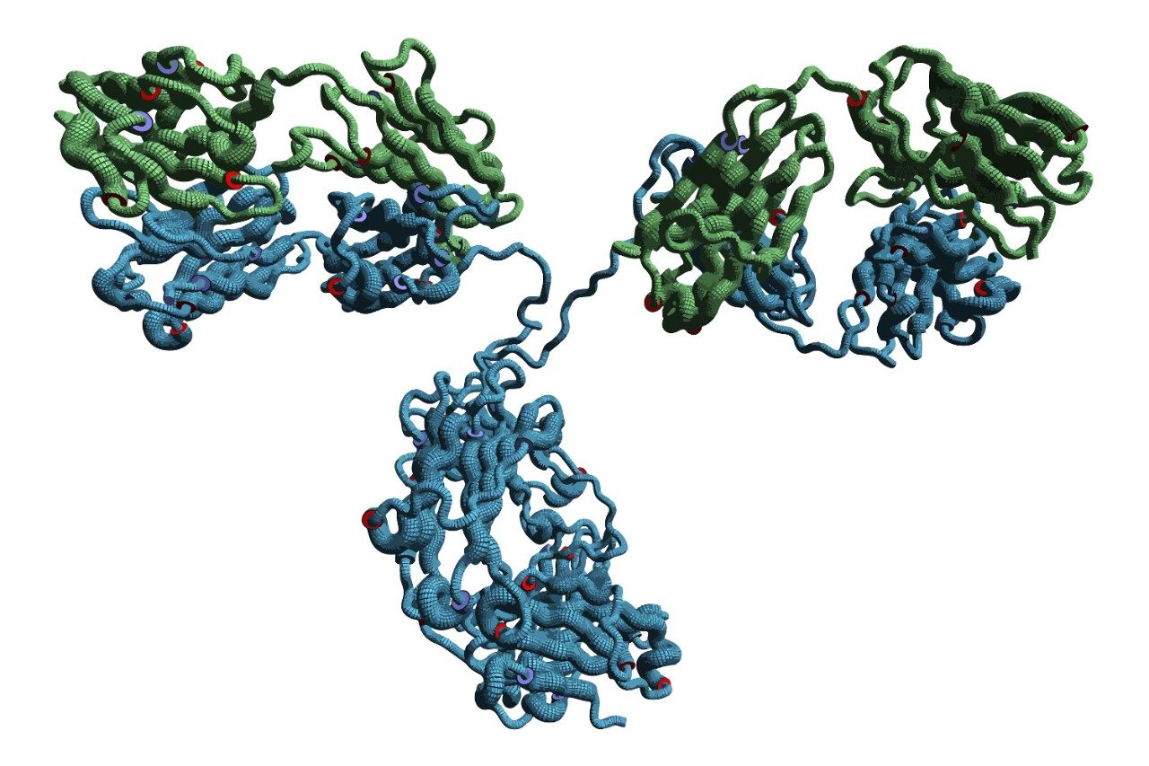 Monoclonal antibody chemical structure