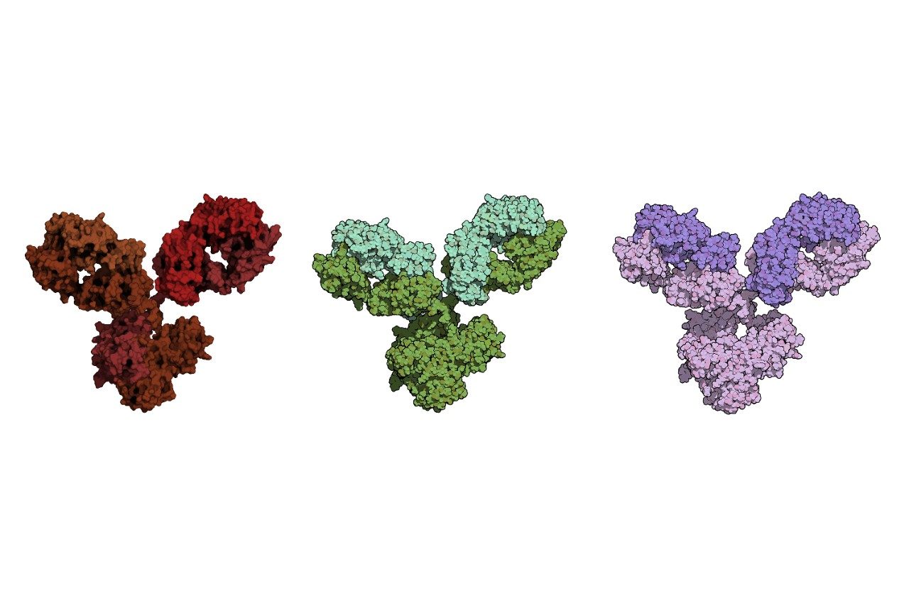 IgG1 monoclonal antibody (immunoglobulin). Play essential role in immunity against bacteria and viruses. Many biotech drugs are antibodies. Left: molecular surface model. Right: Atoms except hydrogen shown; Heavy and light chains shaded in different colors.