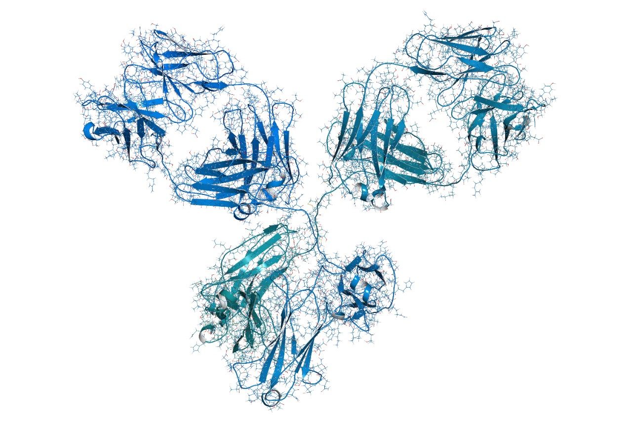 IgG1 monoclonal antibody (immunoglobulin) glycan