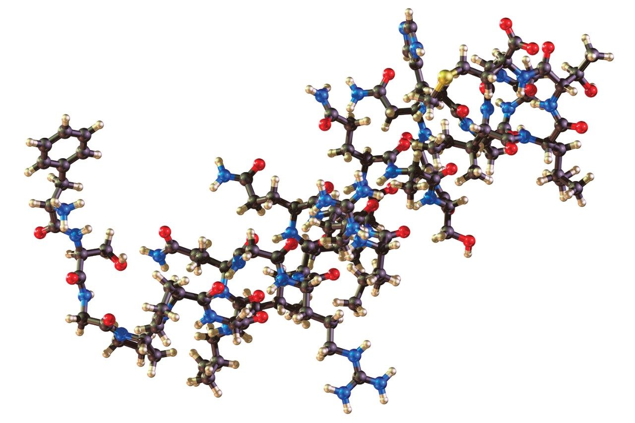 Peptide orexin hypocretin molecule