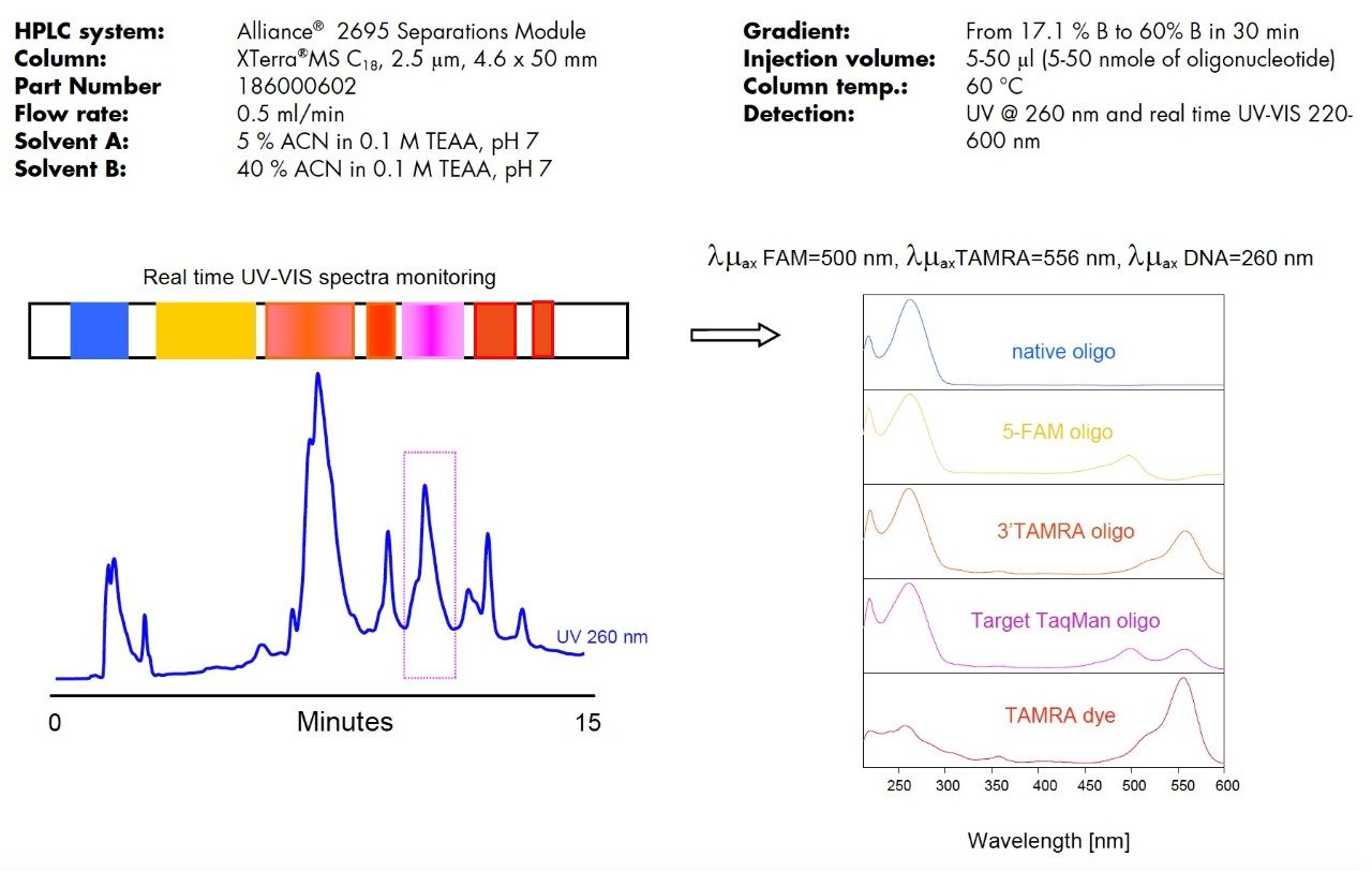 HPLC purification of 100 nmole of 36mer TaqMan oligonucleotide synthesized using “one-pot” approach.