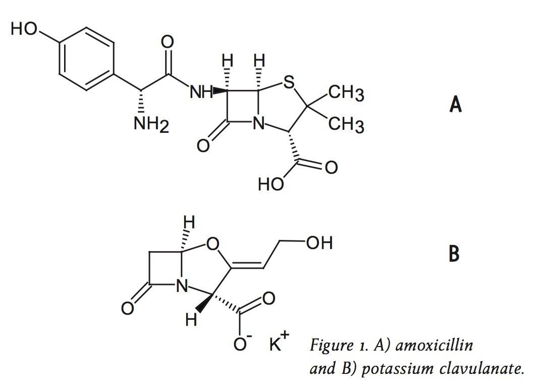 A) amoxicillin and B) potassium clavulanate.