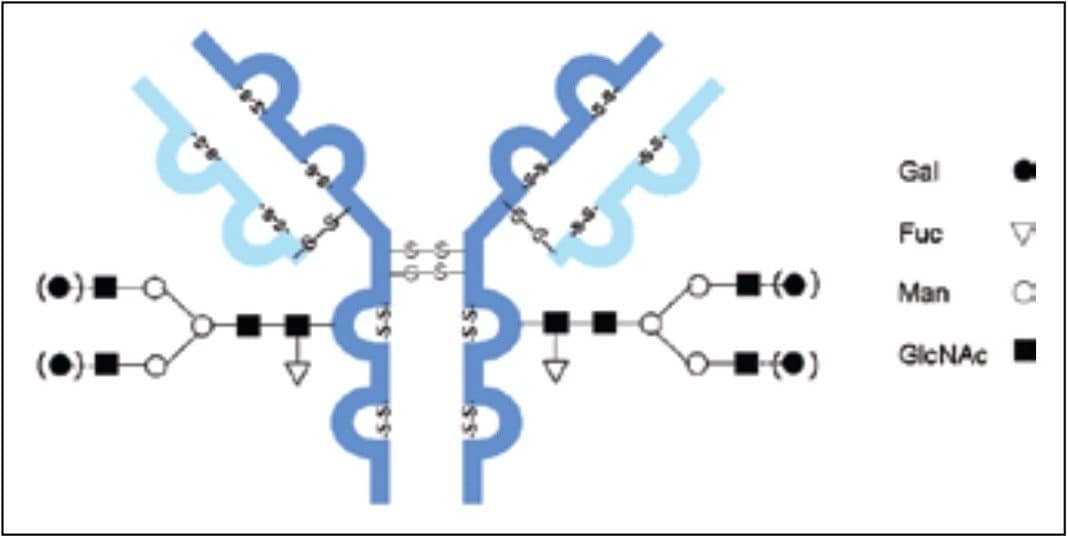 Structure of a monoclonal IgG1 antibody used in these studies