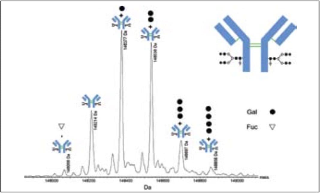 MaxEnt1 deconvoluted mass spectrum of the intact IgG1