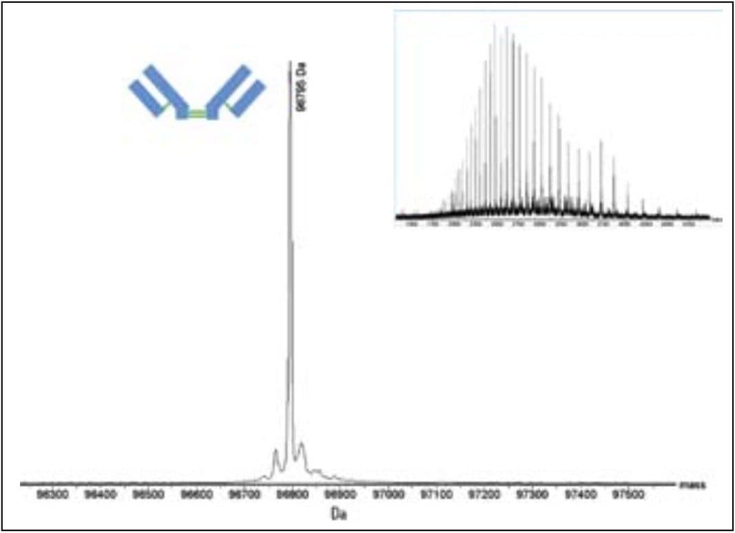 Combined (inset) and deconvoluted mass spectrum generated from the F(ab')2 fragment 