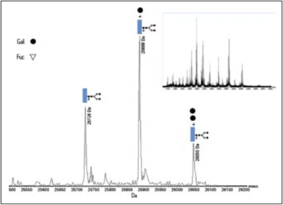 The combined mass spectrum (inset) of the Fc fragment 