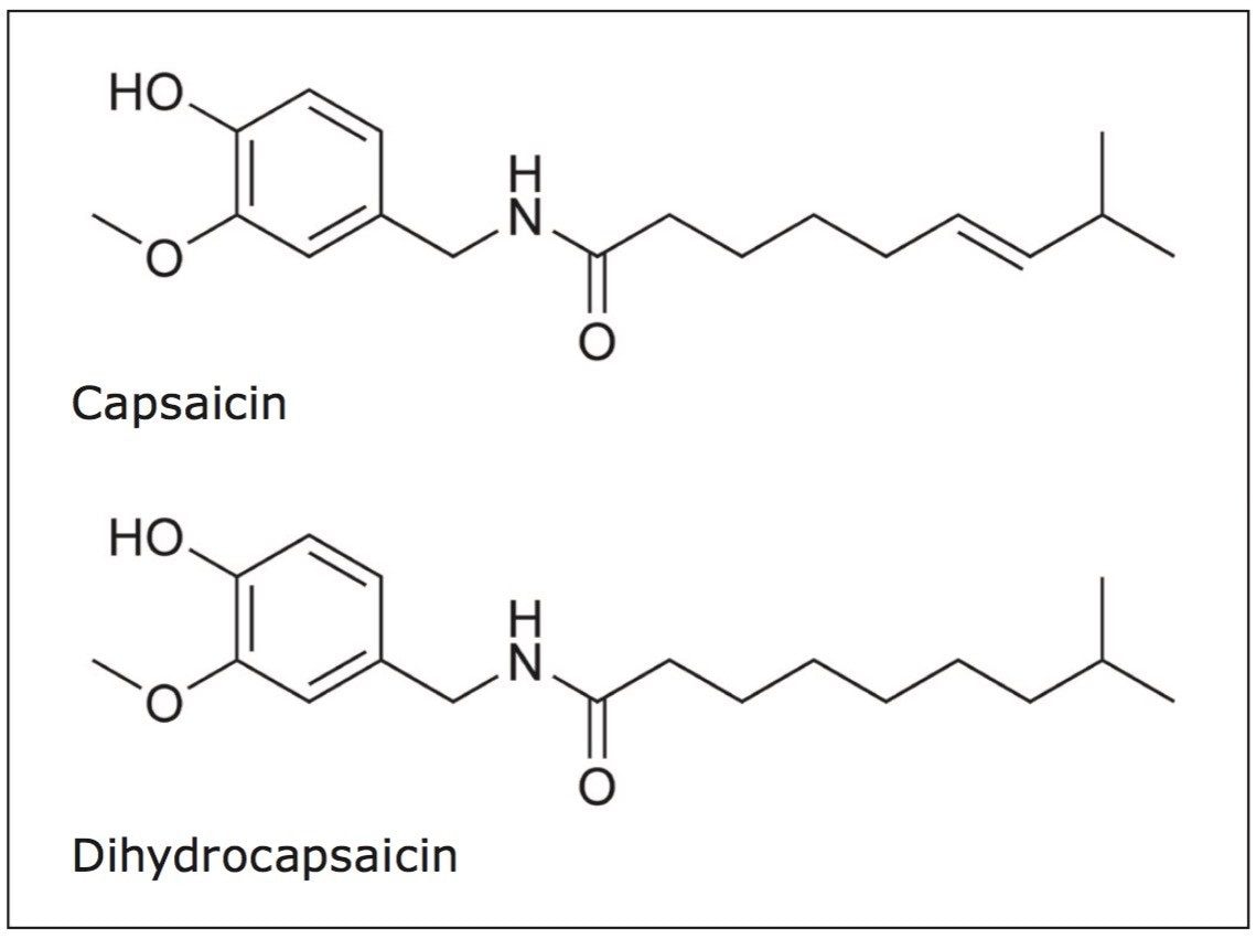  Chemical structures of capsaicin and dihydrocapsaicin