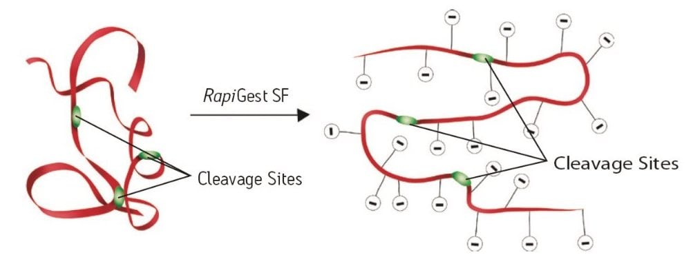 The protein substrate unfolds in RapiGest SF solution