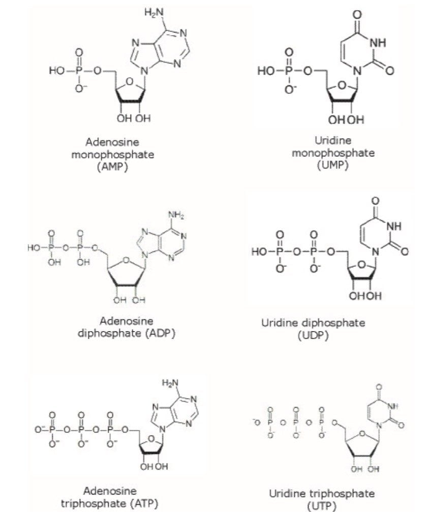 Structures of the compounds used in this study.