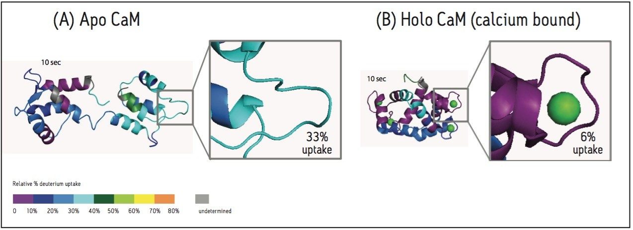 Reproducible chromatographic separations of calmodulin calmodulin peptides following online pepsin digestion