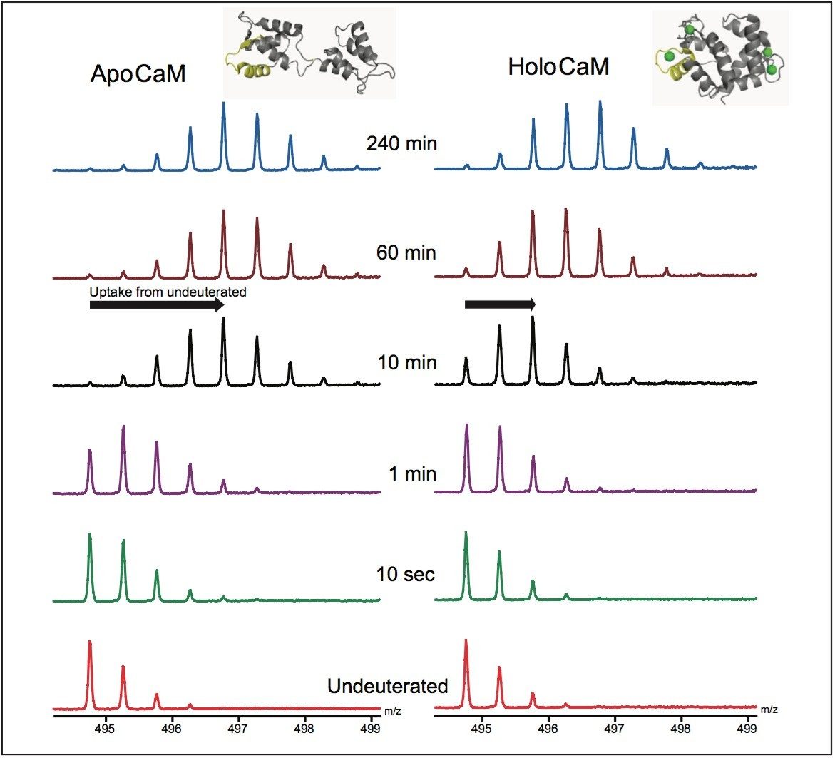 In Apo- und Holo-CaM wurde eine unterschiedliche Deuterium-Aufnahme des gleichen Peptids festgestellt. Bei 10-Minuten-Markierung