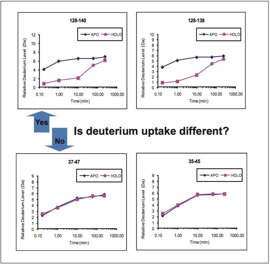 The Example of deuterium uptake curves for apo and holo calmodulin