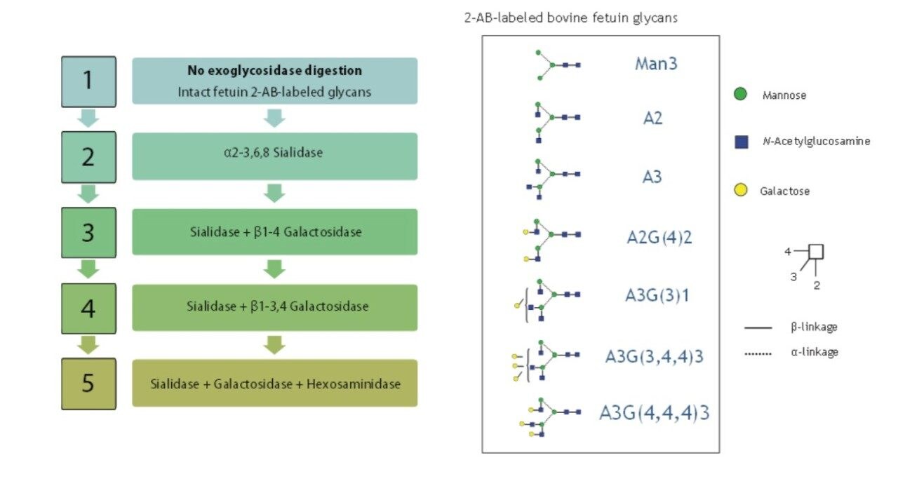 Workflow of the enzymatic array digestion and the structures of the released bovine fetuin N-glycans.