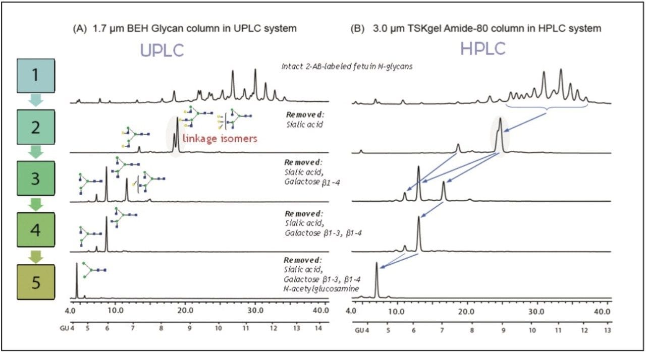 Sequential glycan removal from bovine fetuin. 