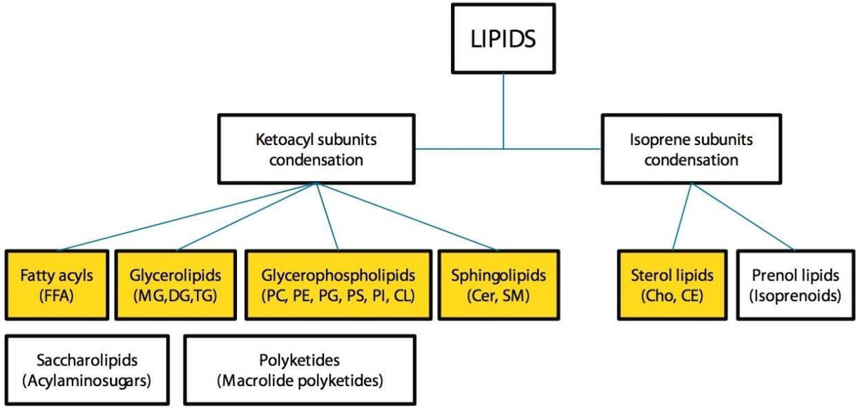 Lipid categories and examples of common lipids analyzed in this application