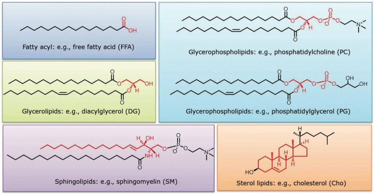 Representative structures for major lipid categories 