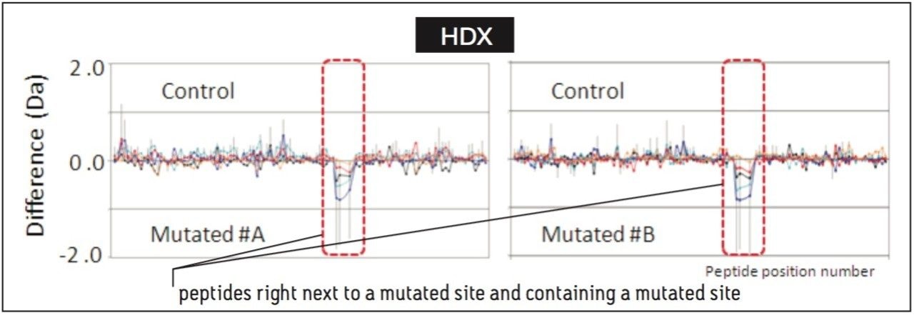 Background corrected DSC scan data of two mutated batches and control 