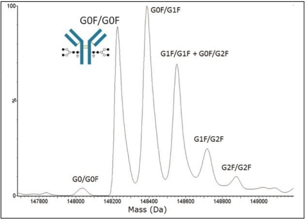 MaxEnt1 deconvoluted mass spectrum of a therapeutic mAb.