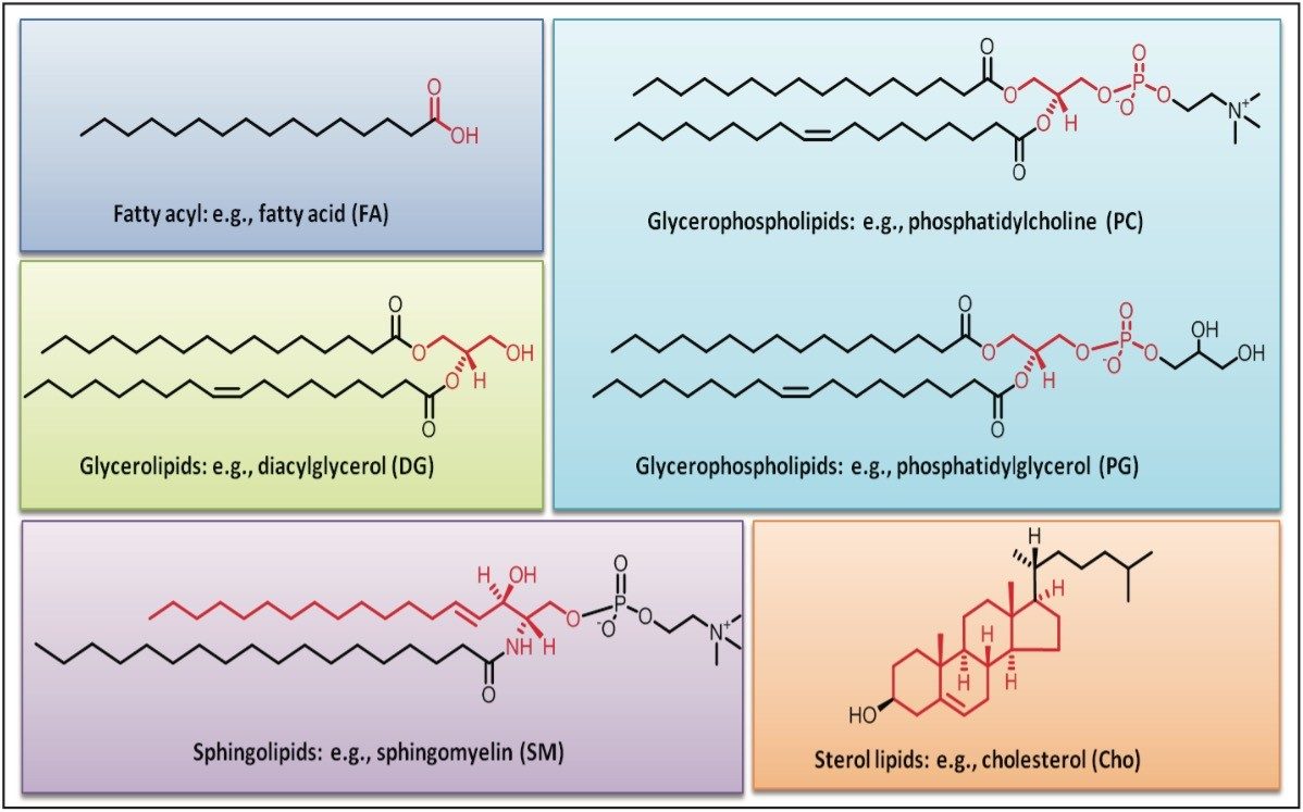  Lipid diversity.