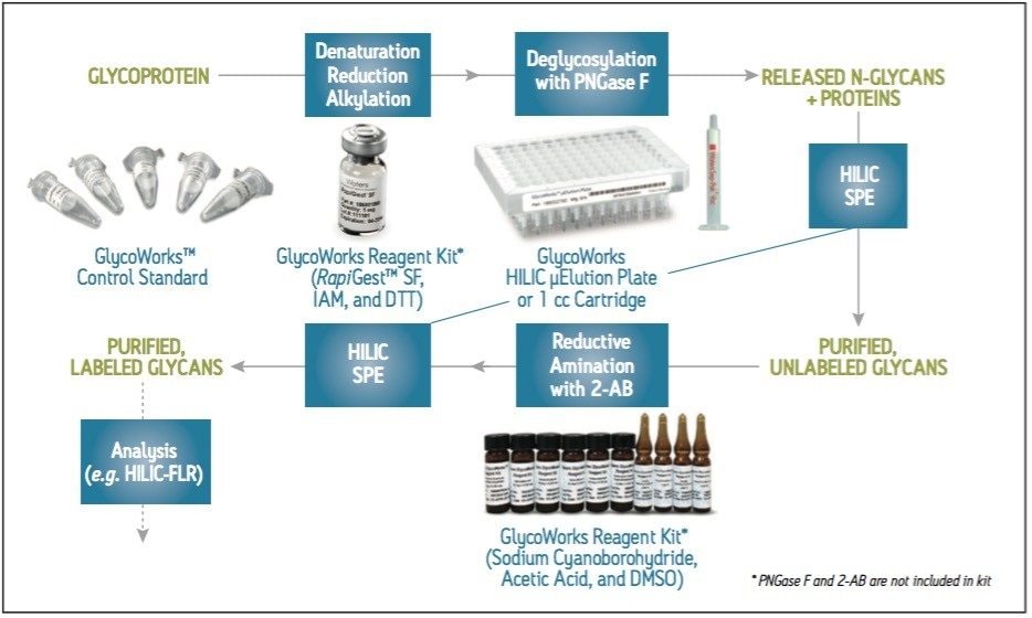 Schematic for preparing 2-AB labeled glycans from a glycoprotein using GlycoWorks