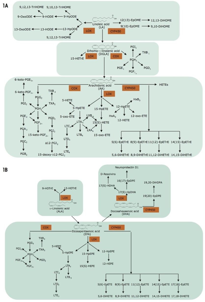 A. Schematic outline of the oxylipins of the omega-6 series produced by linoleic acid C18